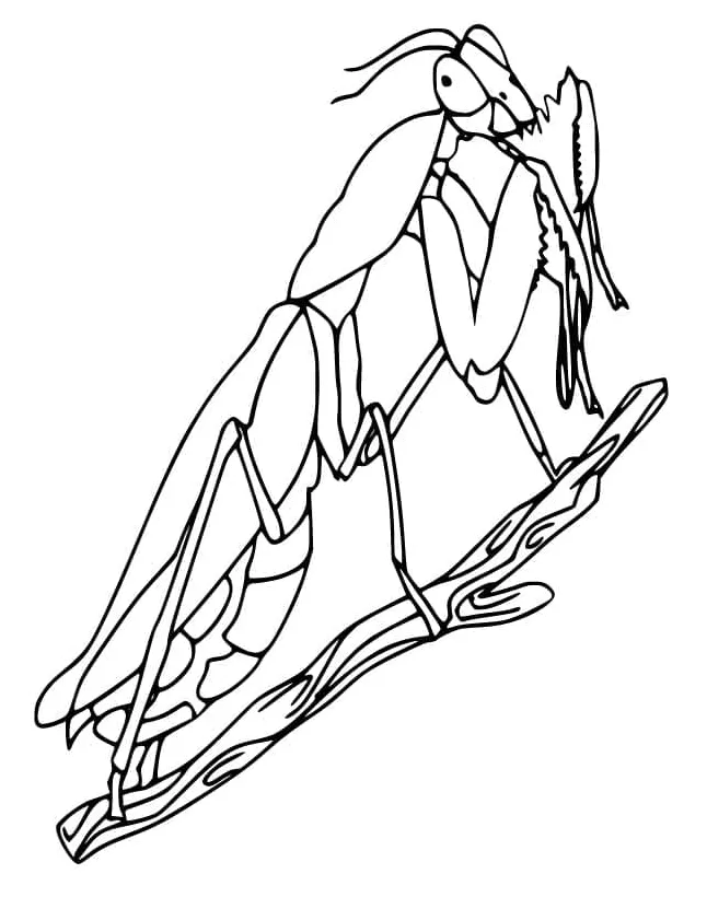 Praying mantis coloring page