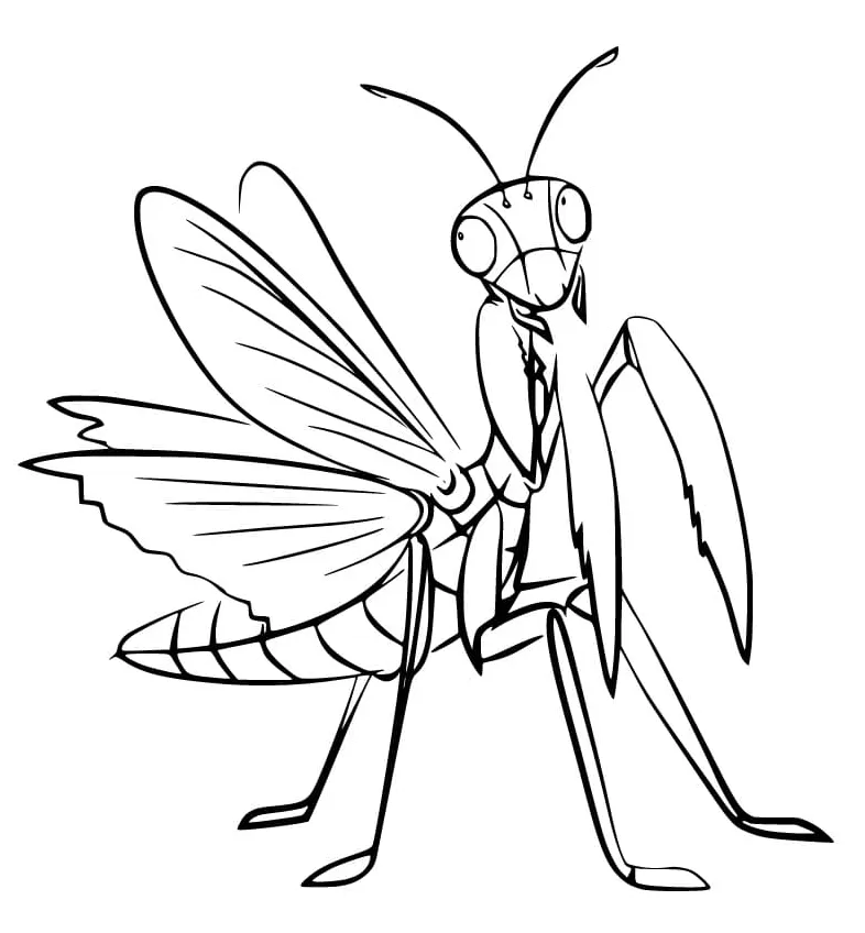 Praying mantis coloring page