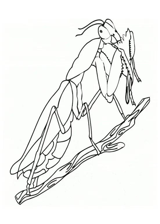 Praying mantis coloring page animals town free praying mantis color