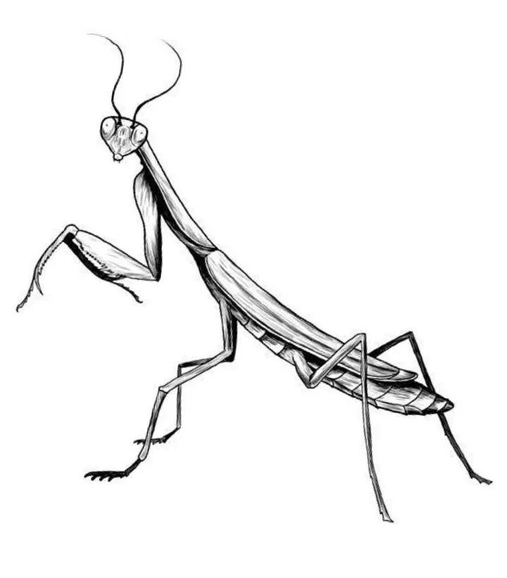 Praying mantis coloring pages free printable pdf