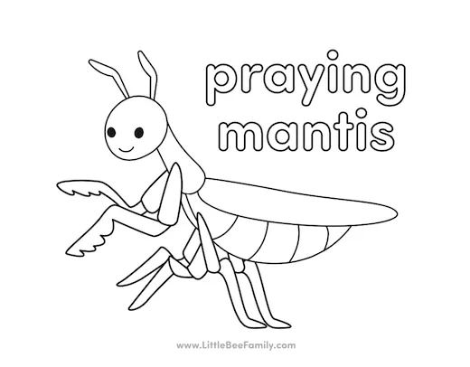 Praying mantis coloring page little bee family