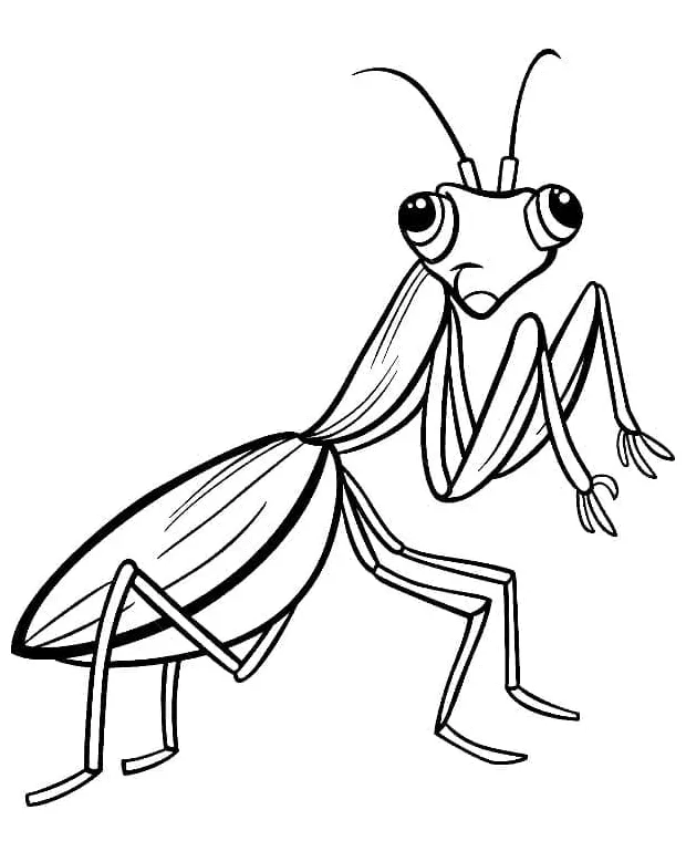 Praying mantis coloring page