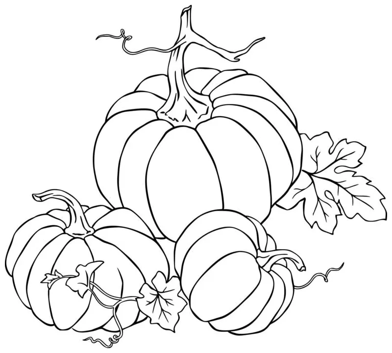 Pumpkin coloring page vector art, icons, and graphics for