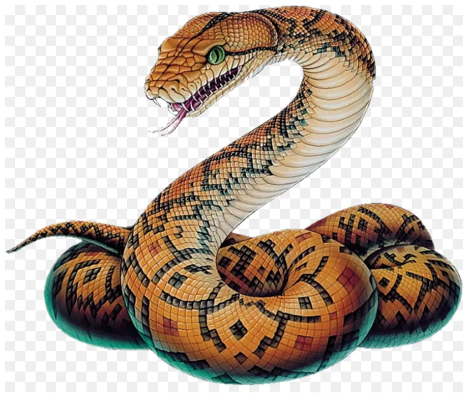 Ball python sketch at paintingvalley explore collection of ball