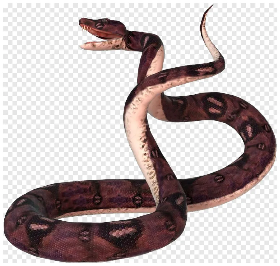 Anaconda free icon library