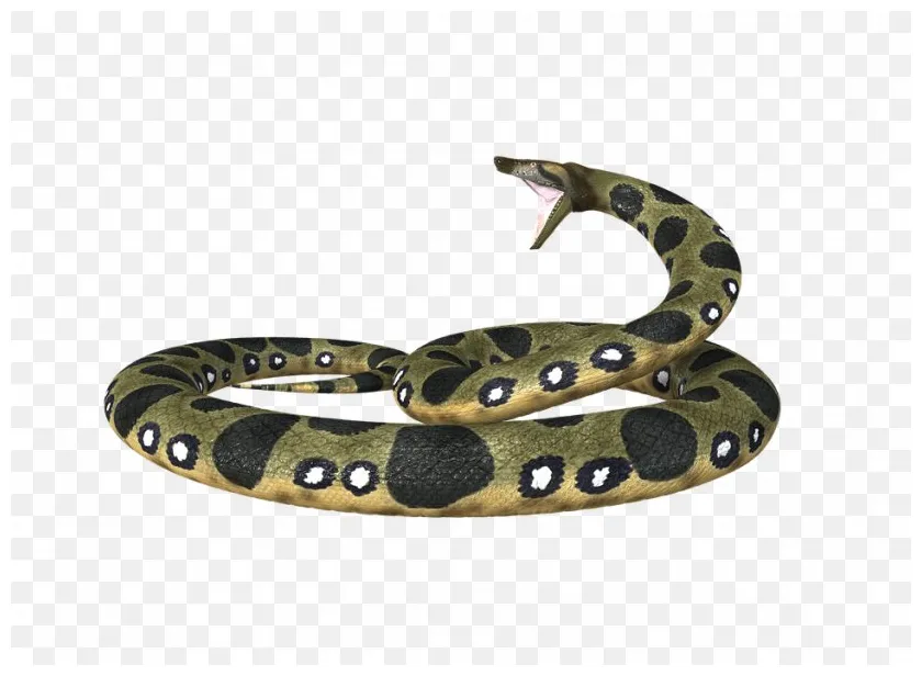 Snake boa constrictor green anaconda, png, 960x698px, snake, anaconda printable coloring page