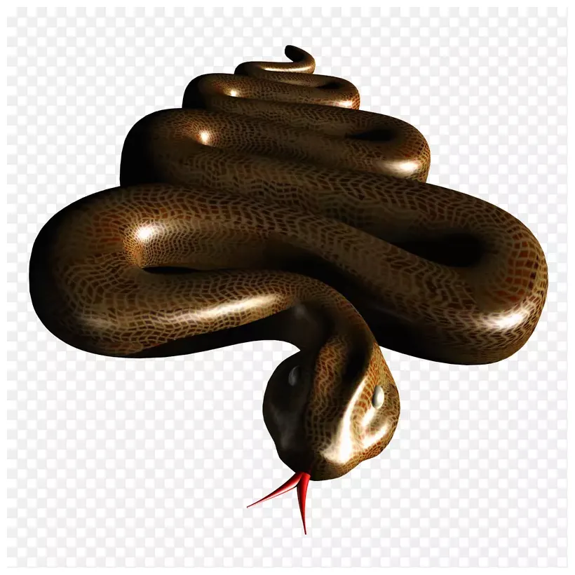 蛇结构png图片素材下载_图片编号5453458-png素材网 printable coloring page