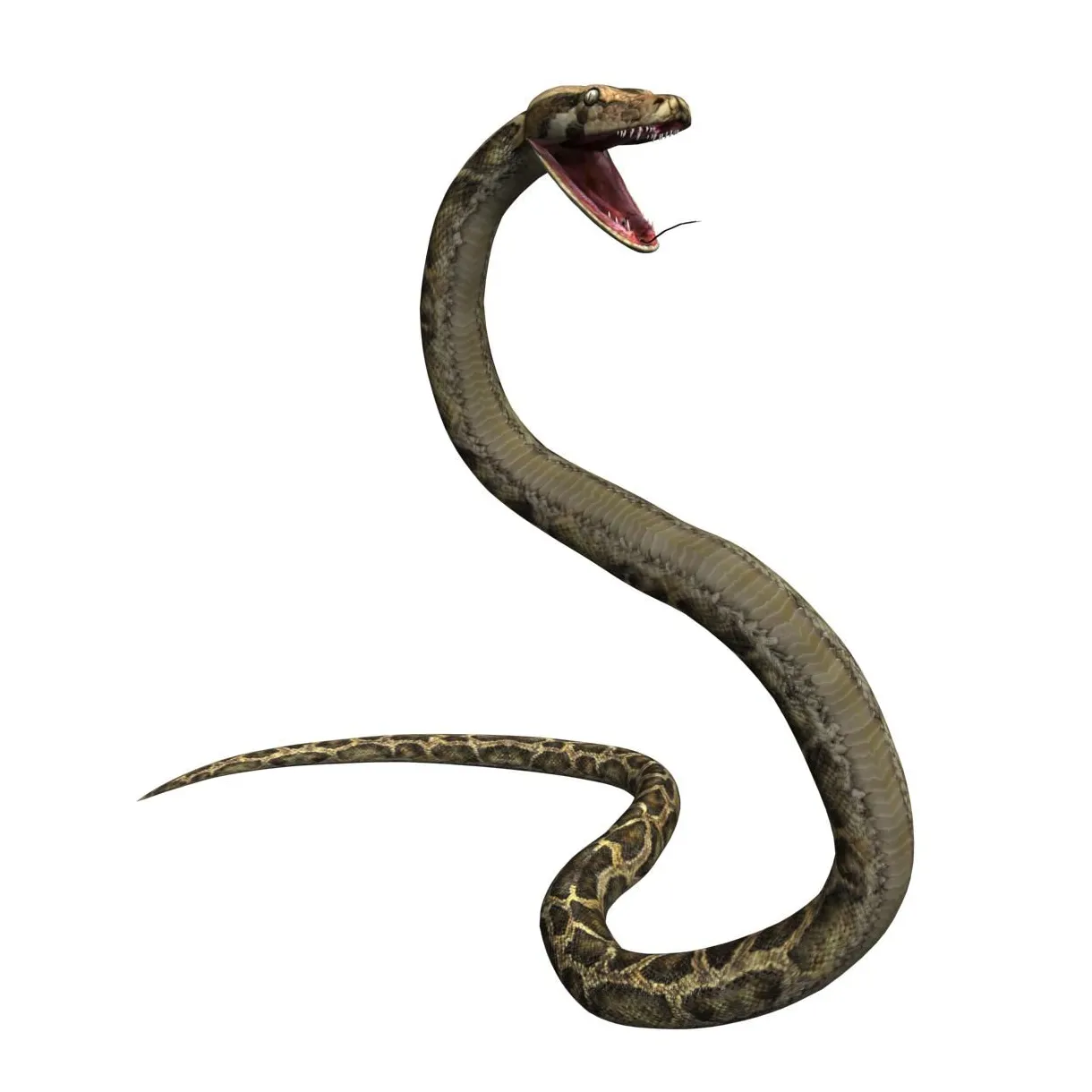 Pitón modelo 3d $99 .fbx .max free3d