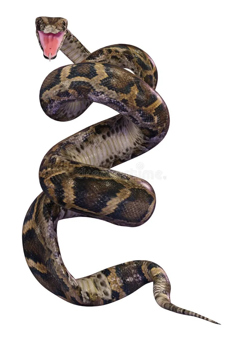 Burmese python stock illustrations 250 burmese python stock