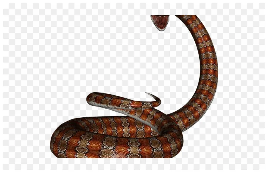 Serpent clipart rat snake png download #2619830 pinclipart