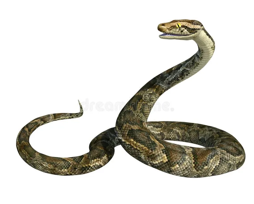 Python stock illustrations 32,471 python stock illustrations, vectors