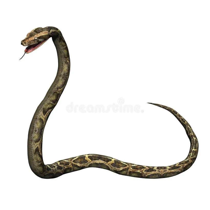 Python snake pencil drawing on white stock illustration