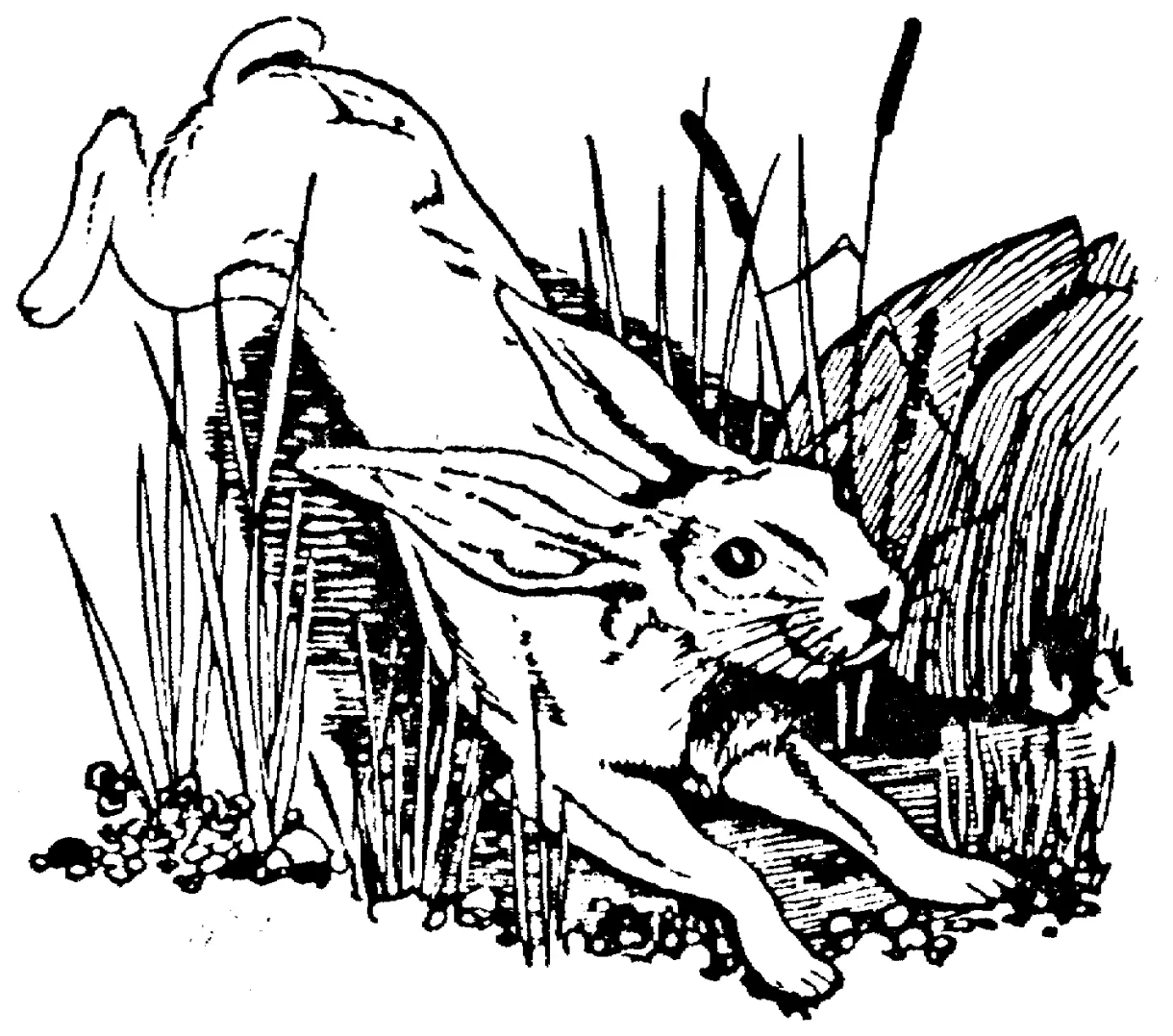 Free rabbit coloring pages printable coloring page