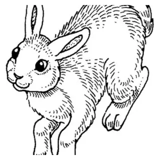 Bunny hopping everywhere coloring pages kids play color