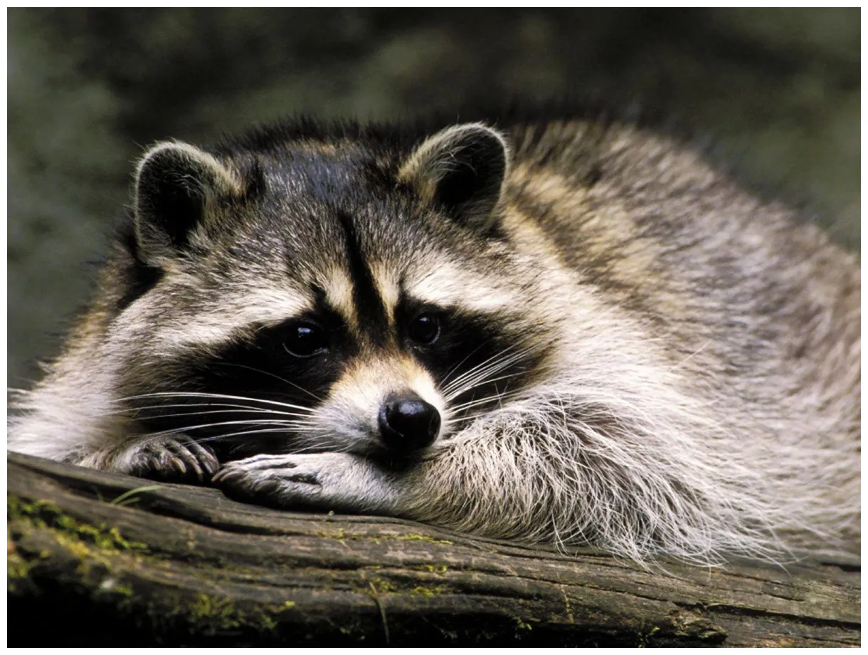 Raccoon Wallpapers - Top Free Raccoon Backgrounds - WallpaperAccess
