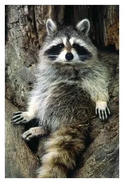 Raccoon: Discover 33 Raccoon Reference ideas | animals wild, pet birds
