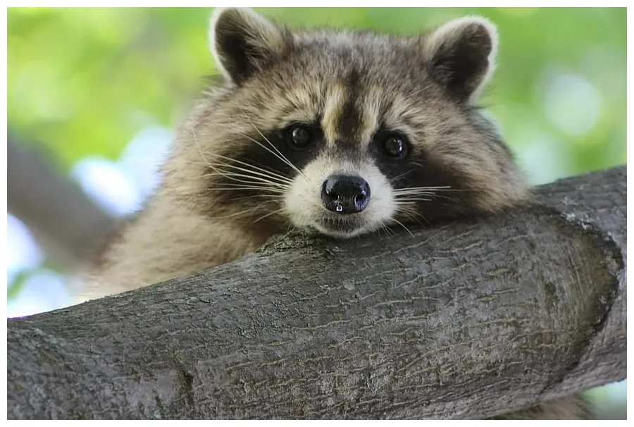 Royalty free raccoon photos | Pikist