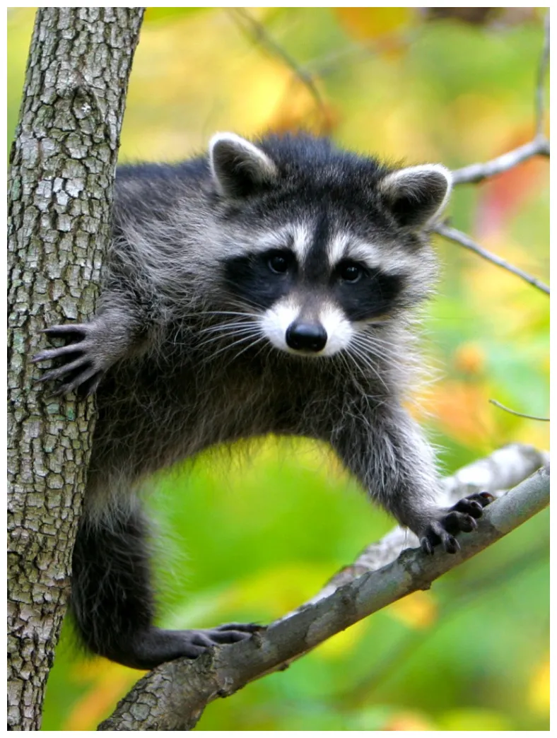 Raccoon In A Tree 4K UHD Wallpaper for UltraHD Desktop and TV