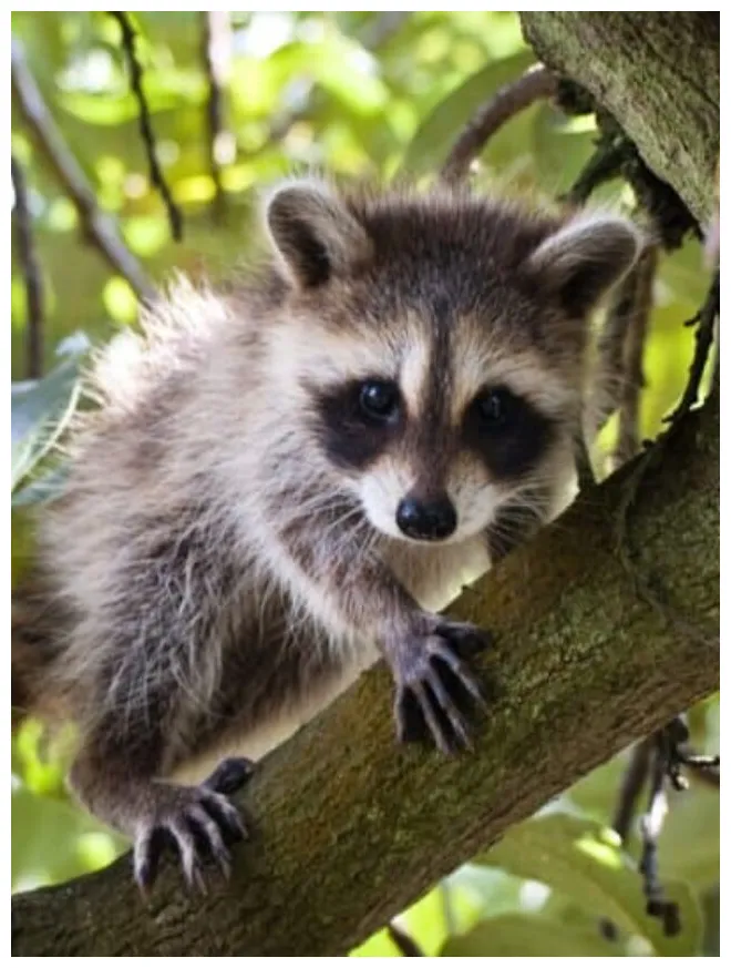 10 Incredible Raccoon Facts - Depend Pet