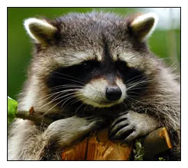 South Carolina Raccoon Removal, Raccoon Control SC