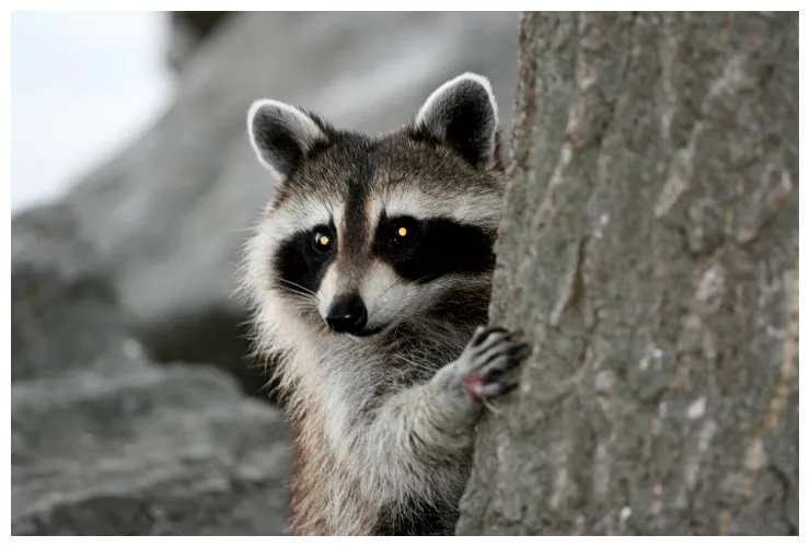 Raton laveur en photos – Voyage à travers le Québec