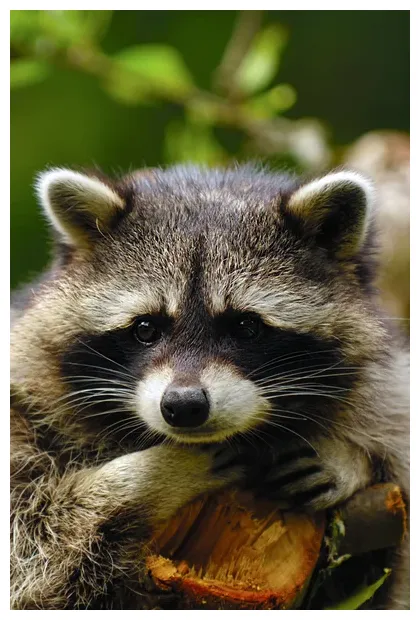 Sad raccoon Stock Photos, Royalty Free Sad raccoon Images | Depositphotos