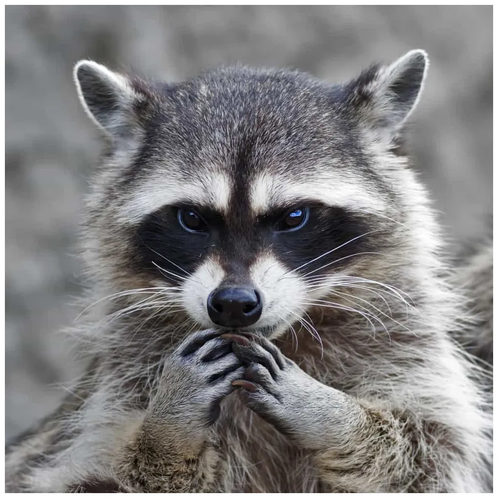 How to stop a raccoon from defecating on my deck