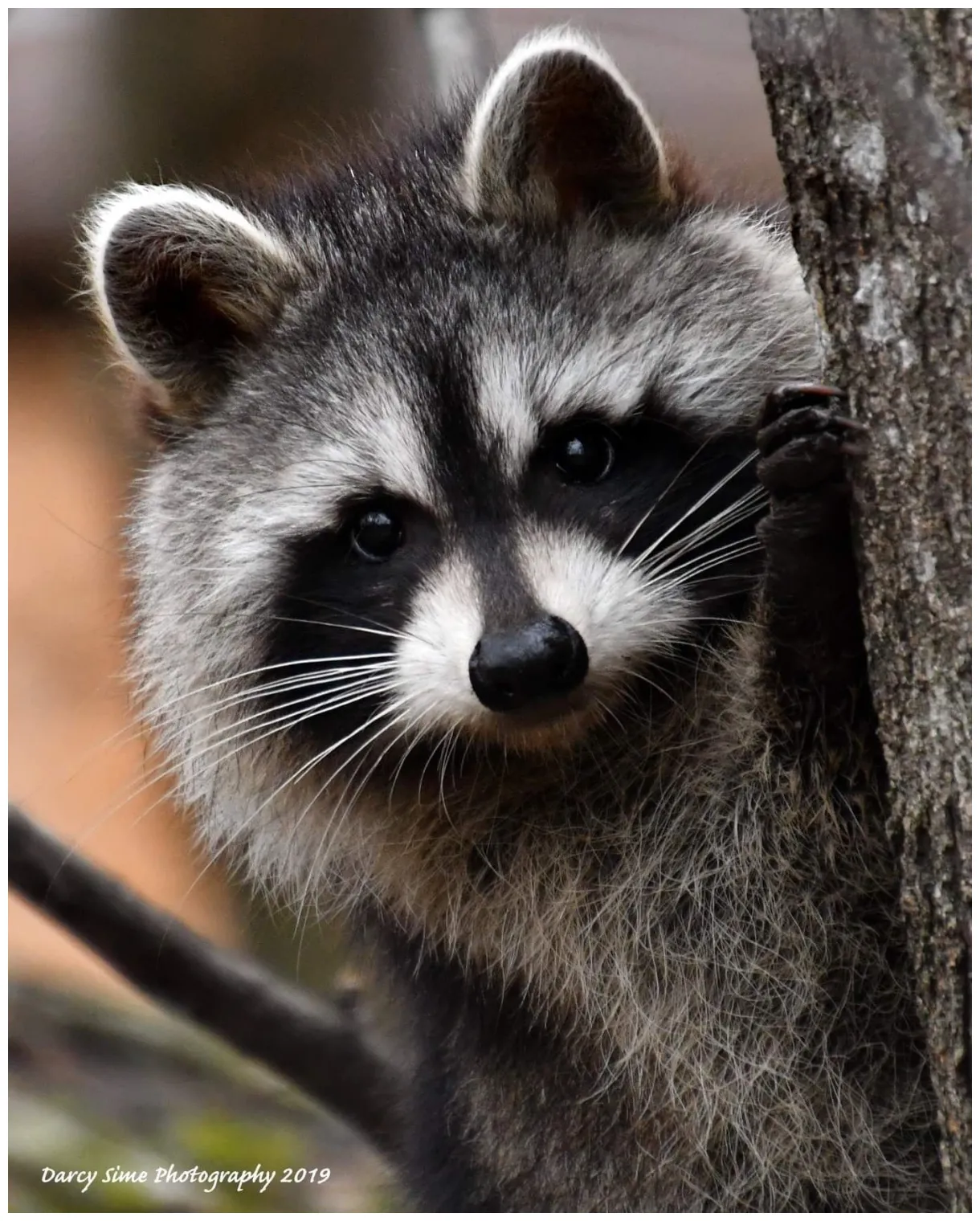 Pin on ЕНОТ | Raccoon funny, Kittens cutest, Cute animals
