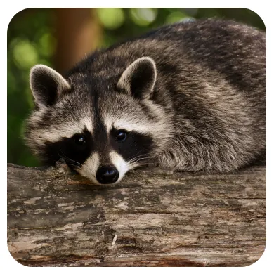 Raccoon Control - Heat Wave Pest