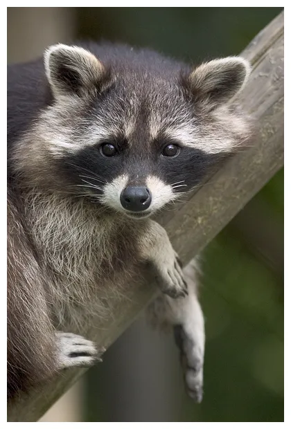 Raccoon | Animal Wildlife