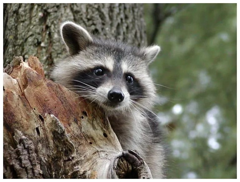 How To Hunt Raccoon: 12 Tips For Hunting During the Day & Night