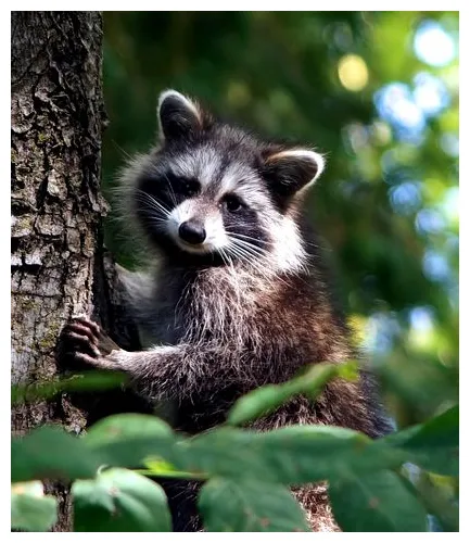 300+ Free Raccoon & Animal Photos