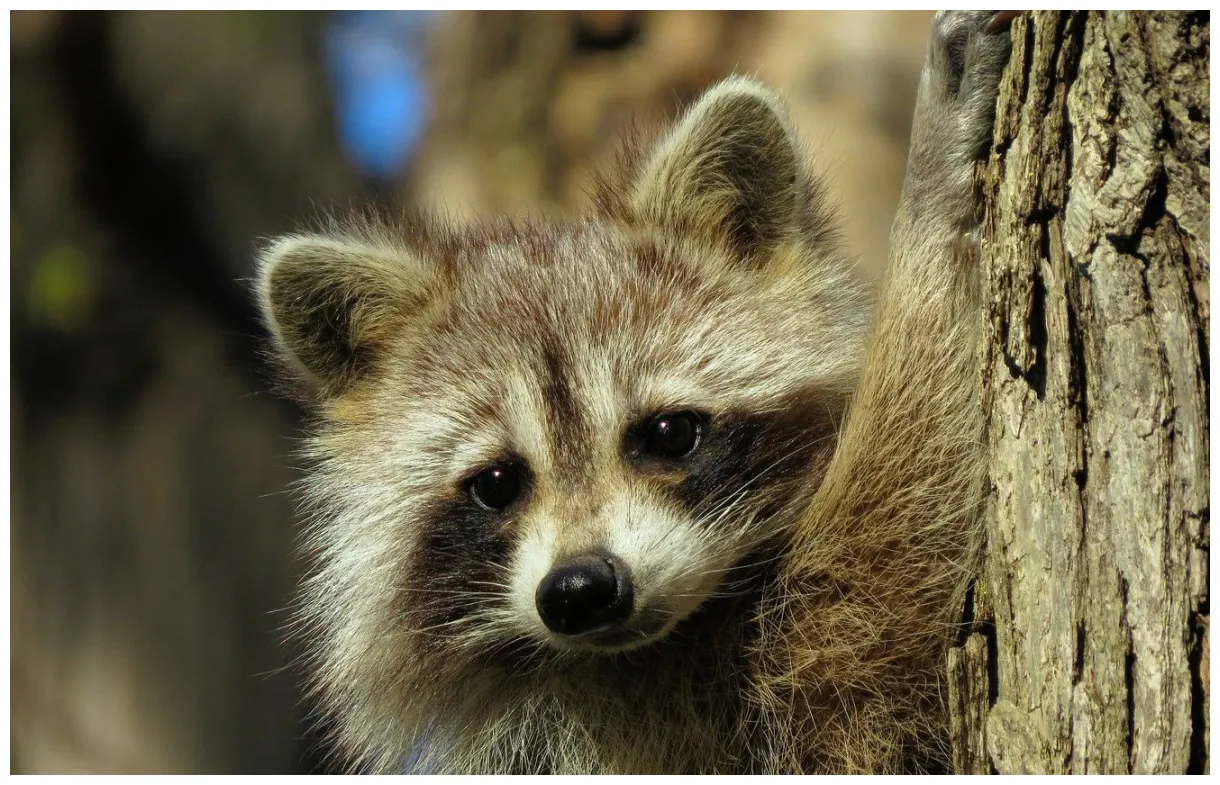 Raccoon Desktop Wallpapers - 4k, HD Raccoon Desktop Backgrounds on