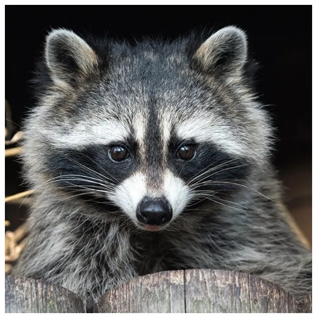 Raccoon DIY Diamond Painting – All Diamond Painting