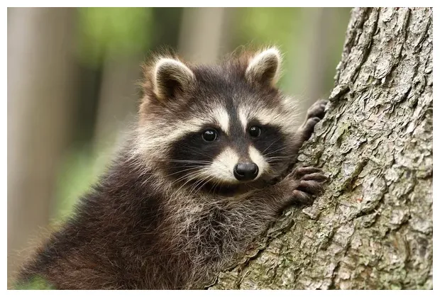Raccoon Stock Photos, Royalty Free Raccoon Images | Depositphotos