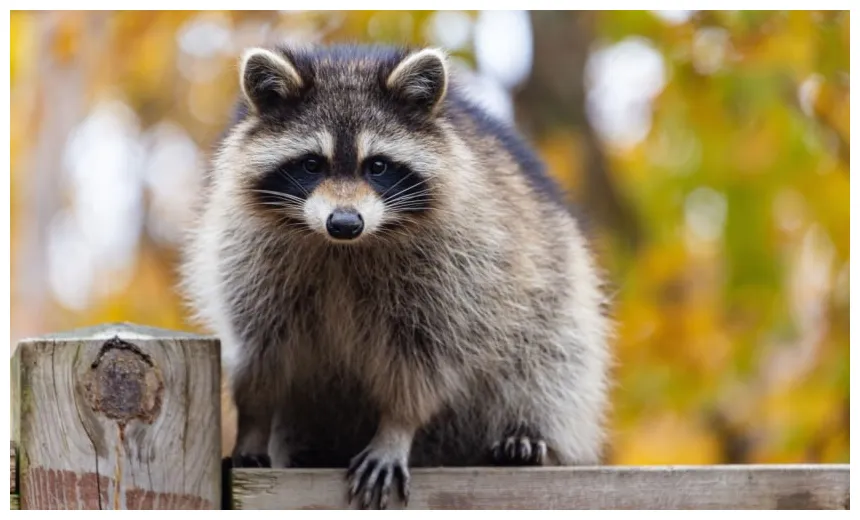 Greendale raccoon & squirrel trapping & removal perfection pest