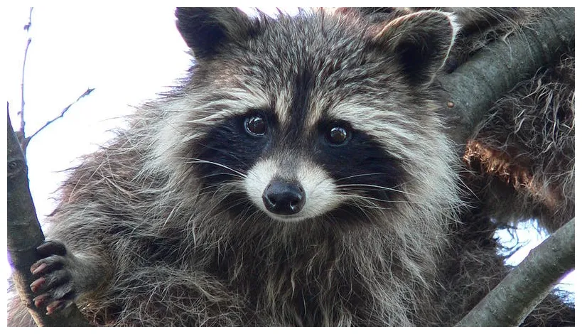 Meet the arkansas fan who caught a raccoon at baum-walker stadium