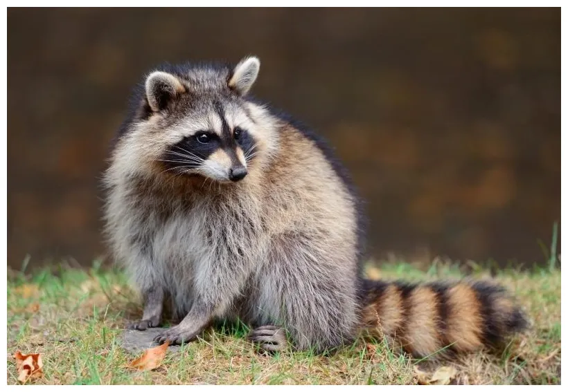 Why you should not have a raccoon as a pet? reasons you need to know