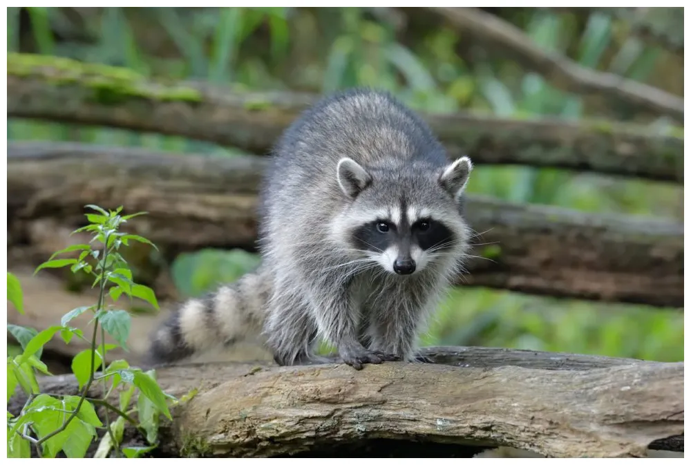 Raccoon prevention methods abc humane wildlife control and prevention