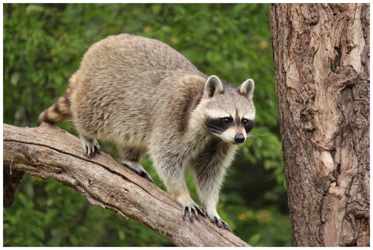 Raccoon wildlife animal free on pixabay pixabay