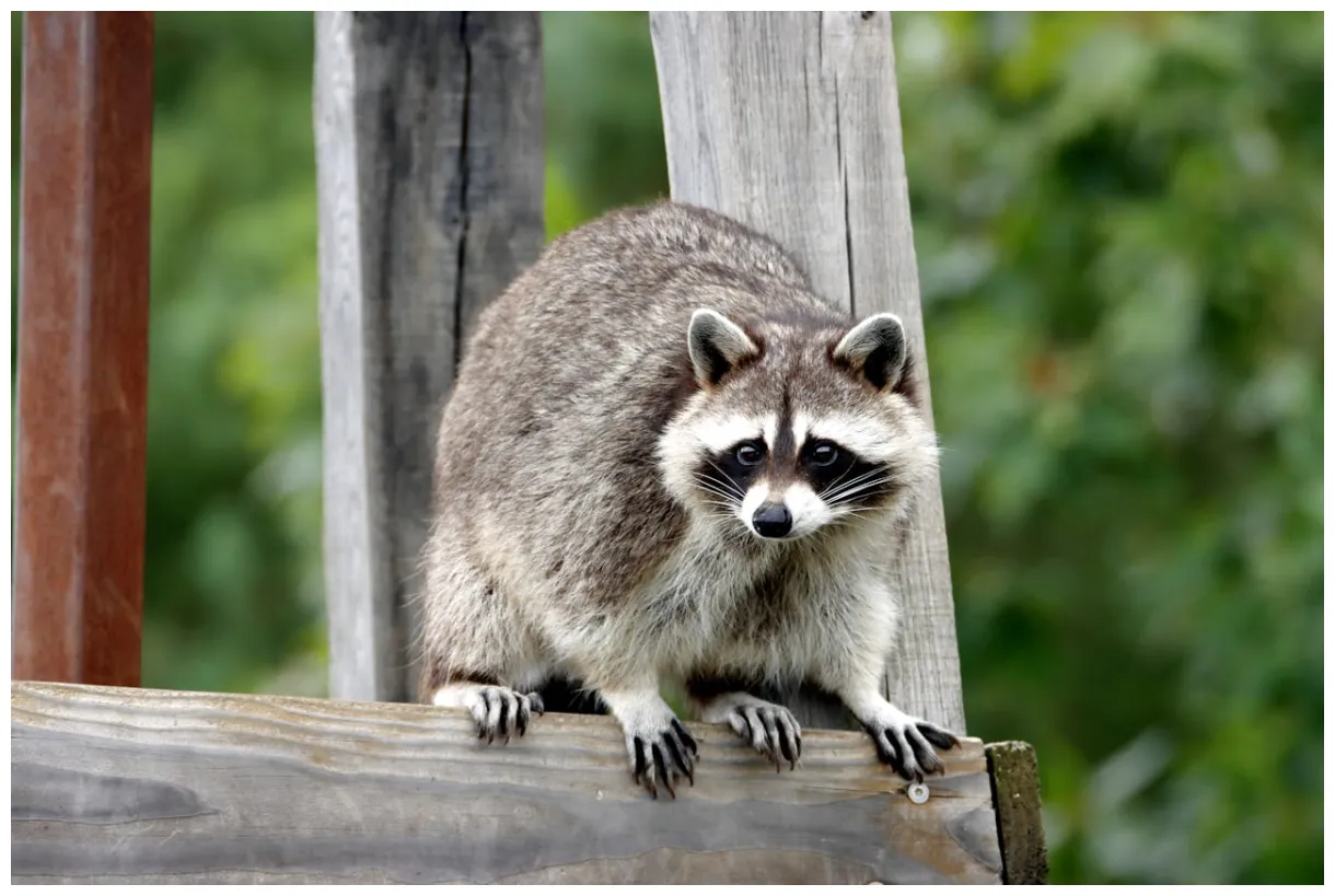 Dead raccoon spiritual meaning and symbolism daily inspiration for a