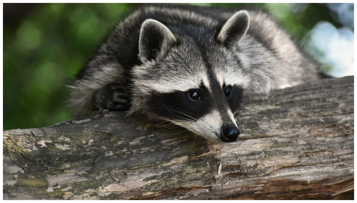 Raccoon theme for windows 10 and 11