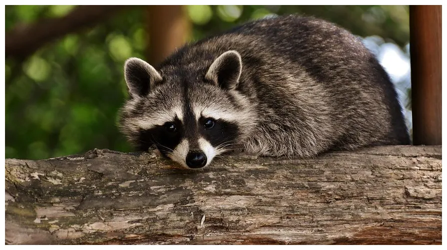 400+ raccoon pictures & s [ ]