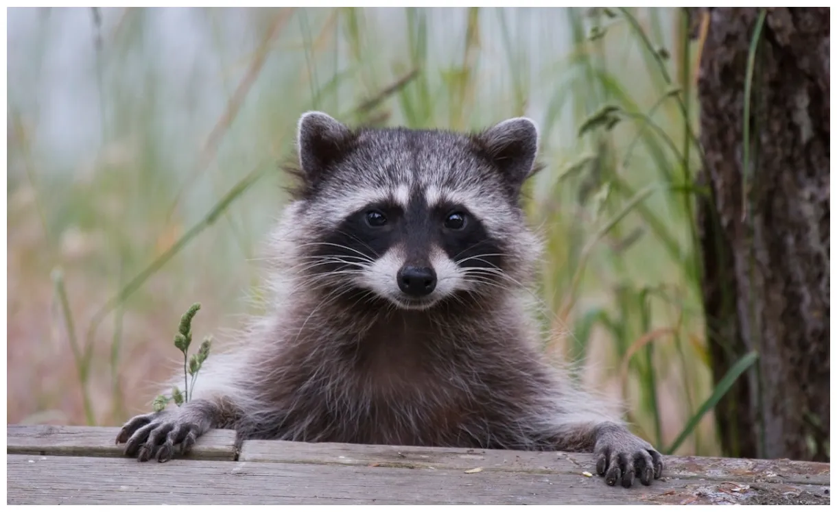 Raccoon roundworm infections reported in los angeles county, health