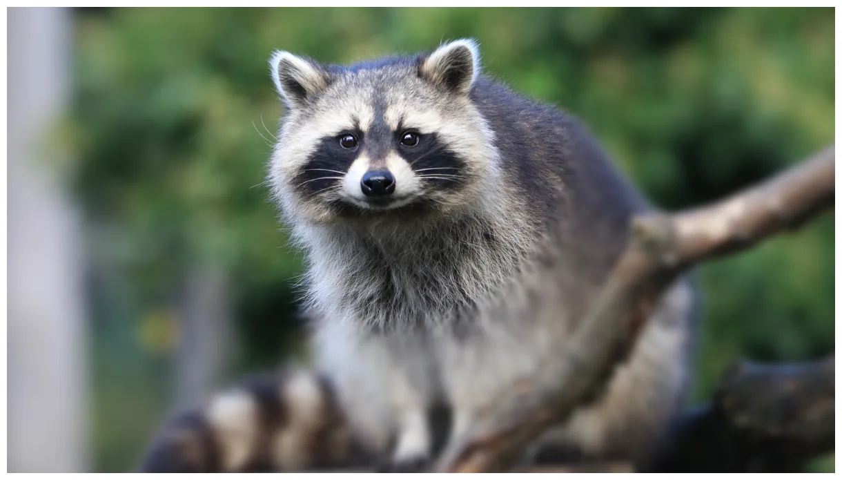 Raccoon is sitting on stone in blur raccoon s