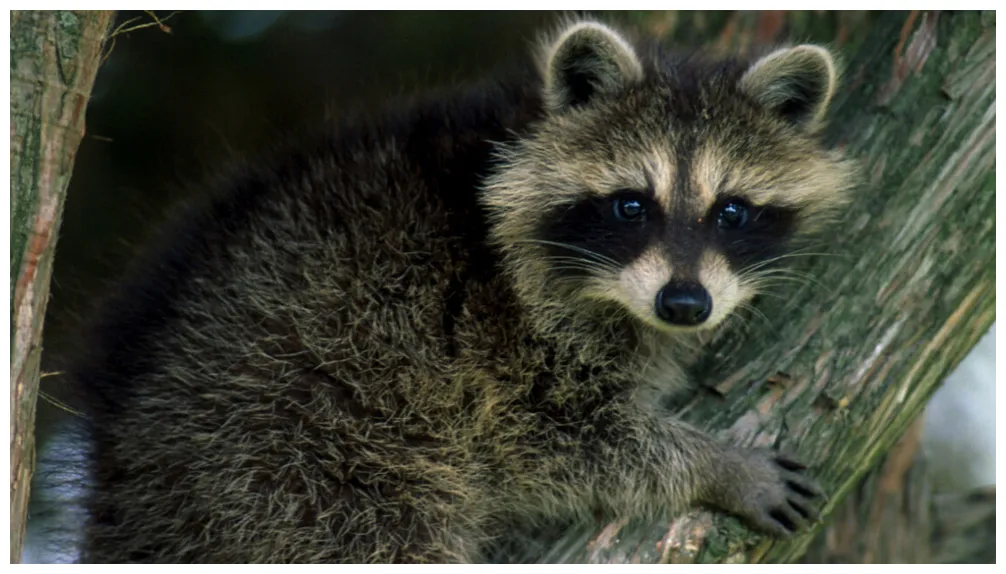 Tennessee man accused of kicking raccoon 'like a football,' stabbing it