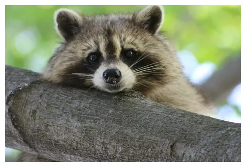 たぬき顔の芸能人男性イケメン20選！特徴5つ＆きつね顔との違いも解説