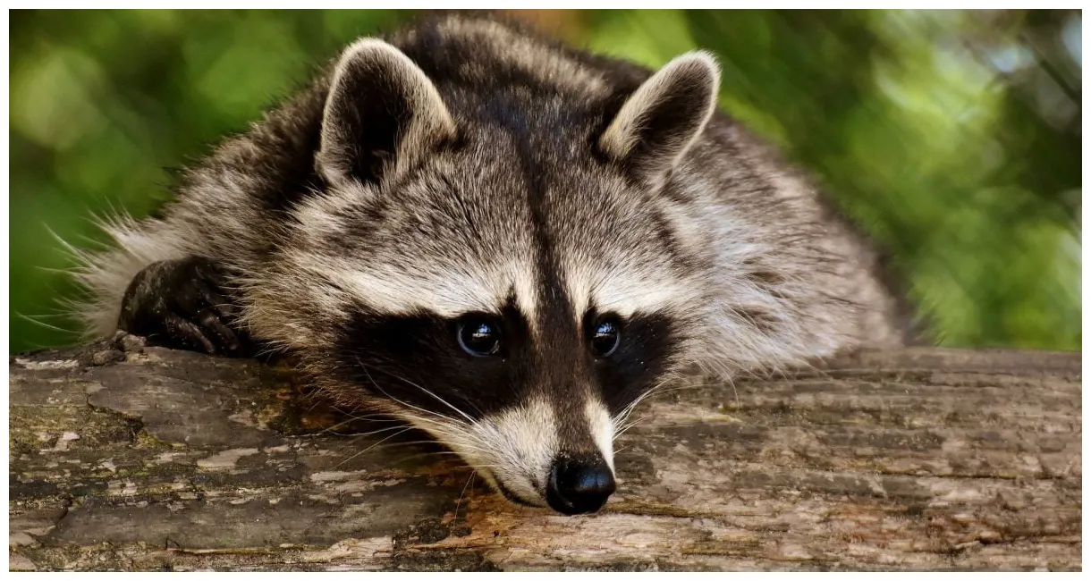 タヌキが登場する絵本特集 絵本屋ピクトブック printable coloring page