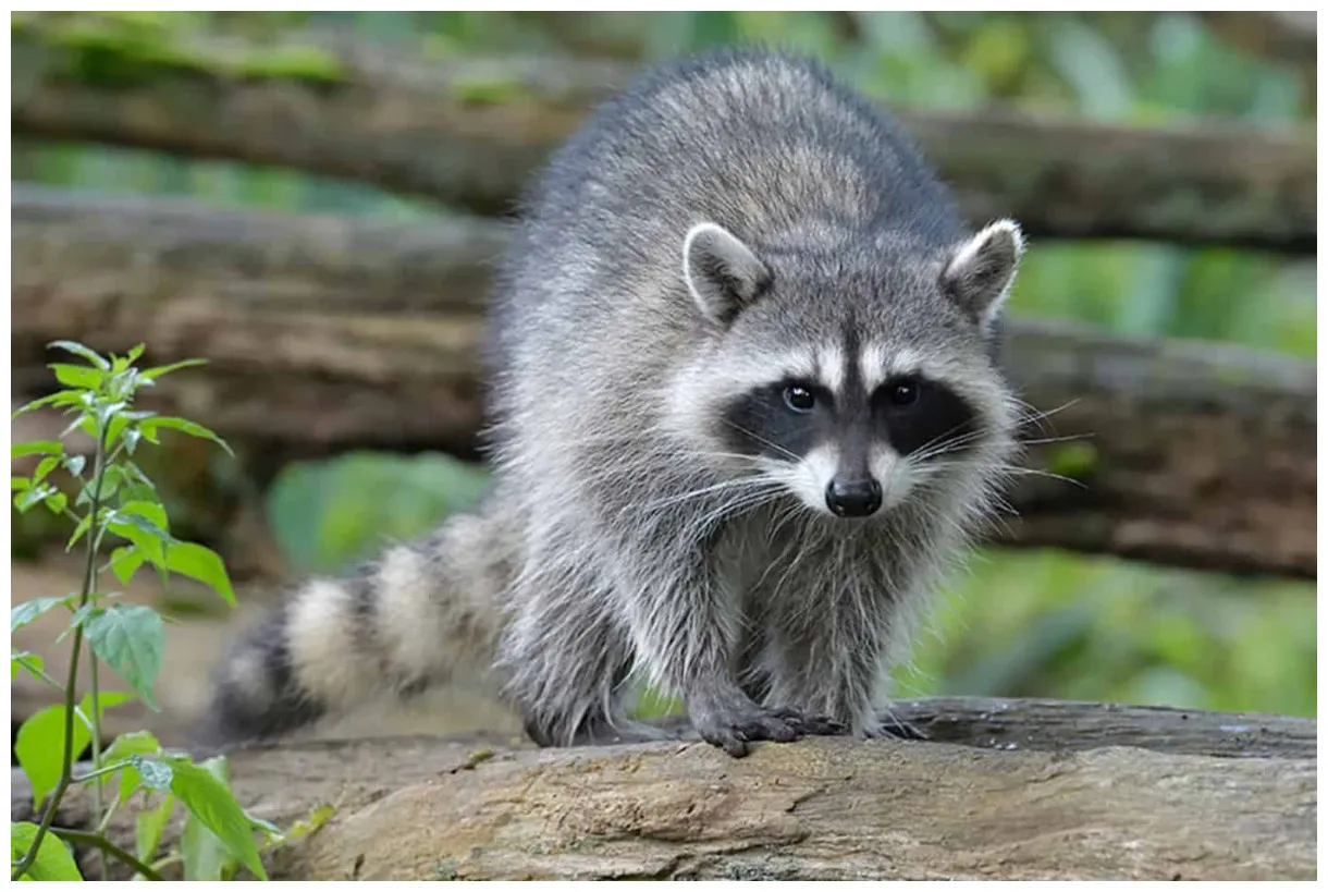 Ρακούν Όσα πρέπει να γνωρίζουμε! allaboutpets.gr