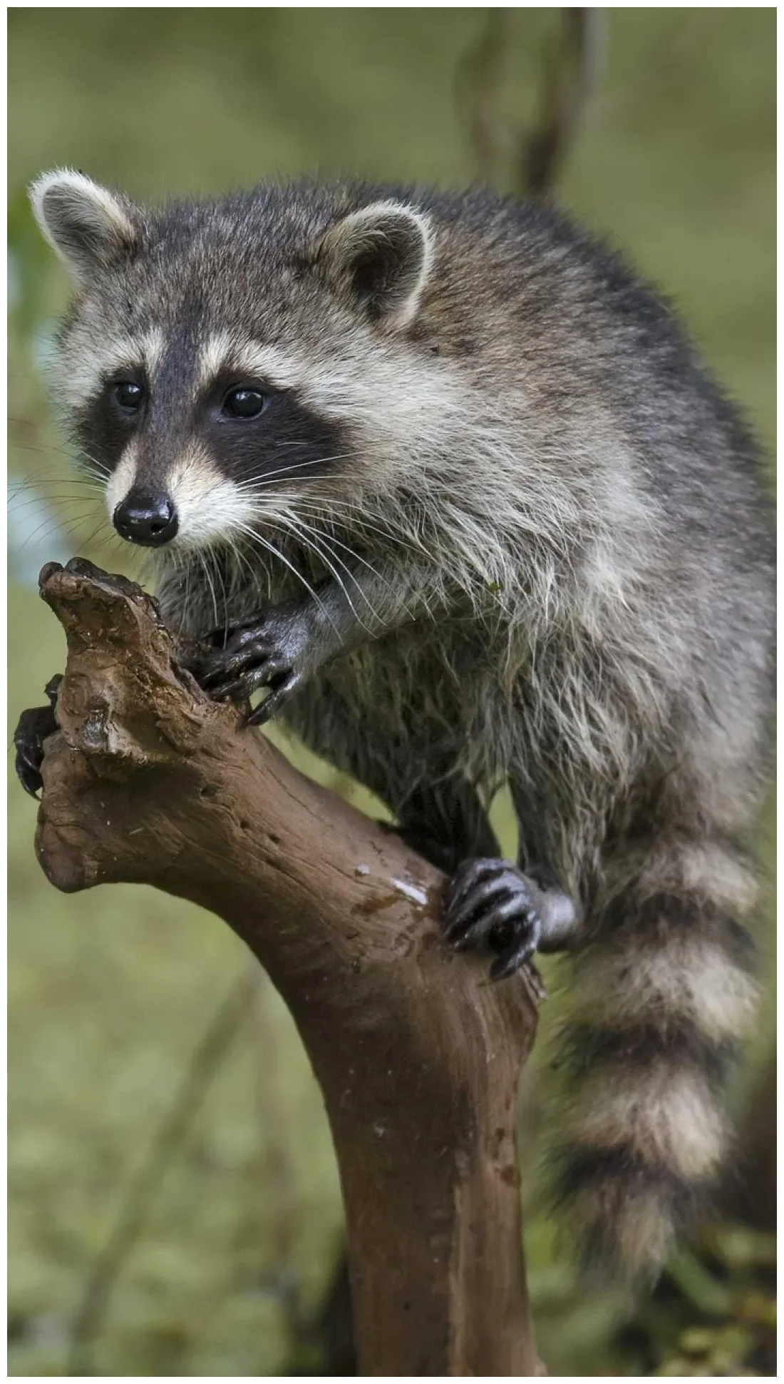 Скачать Обои с енотом картинки на заставку apk для android